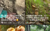农村做什么生意赚钱？目前不起眼的商机就是直播带货